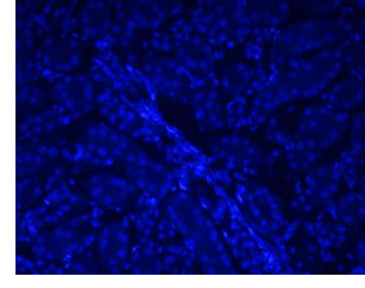 Mouse Kidney, images using  Fluorescence Filter Sets